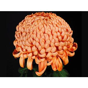 大菊 厚物 精興夕照(せいこうせきしょう)の商品画像