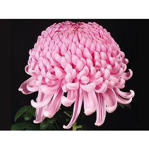 国華園 菊苗 福助・厚物苗 5種5芽＋資材セット 1組 : 花と緑 国華園