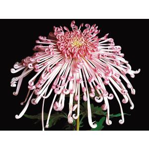1月咲の小菊 : e-MUMshop Yahoo!店 - 通販 - Yahoo!ショッピング