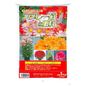 9月咲スプレー菊 : e-MUMshop Yahoo!店 - 通販 - Yahoo!ショッピング