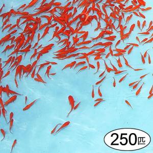 縁日 お祭り用品専門店 本物金魚すくい おもちゃ金魚すくい用品 縁日 お祭りイベント模擬店 Yahoo ショッピング