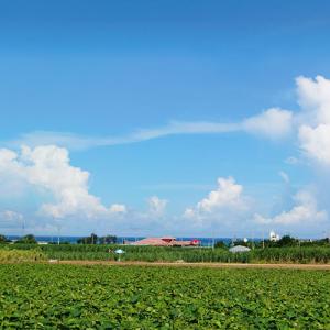 沖縄 お土産 お菓子 元祖紅いもタルト(6個入...の詳細画像4