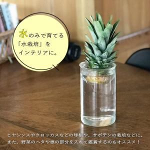 BULBVASE水栽培ガラスベース クリア シ...の詳細画像3