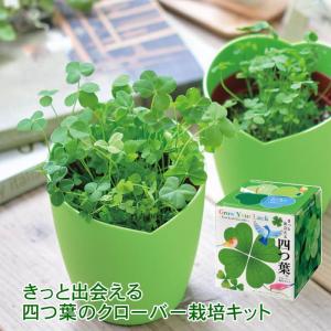 きっと出会える 四つ葉のクローバー 栽培セット キット 室内 花 植物 園芸 ガーデニング 家庭菜園 おしゃれ 子供