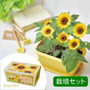 家庭菜園入門ガイド｜初めてでも簡単に始められる！ 入門セットナビ