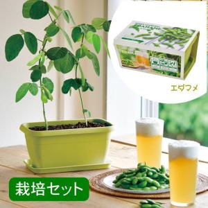 送料無料】GD-1026 COROCOROcat 3個セット コロコロキャット ハーブ
