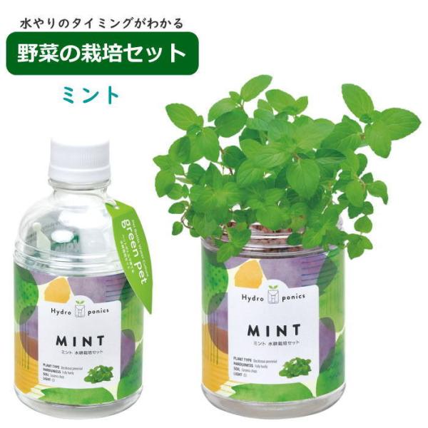 グリーンペット green pet ミント 水耕栽培 栽培セット キット 室内 野菜 ハーブ 園芸 ...