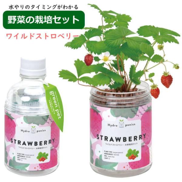 グリーンペット green pet ワイルドストロベリー 水耕栽培 栽培セット キット 室内 野菜 ...