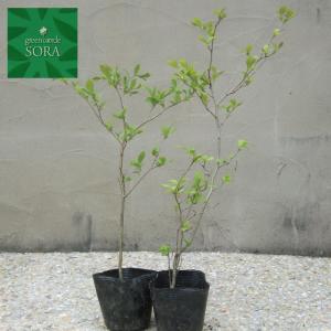 サワフタギ　10.5cmポット　100本　植木 苗