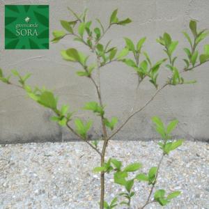 サワフタギ　10.5cmポット　50本　植木 苗