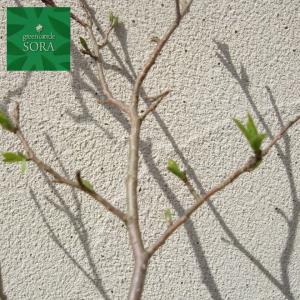 サワフタギ 10.5cmポット 50本 植木 苗の詳細画像3
