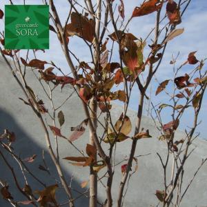Sora シャラ 植木 庭木 中木 Yahoo ショッピング