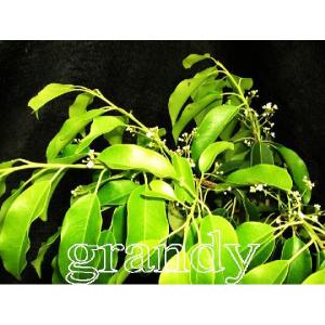 ソヨゴ 株立 樹高H:1800mm 植木 苗の詳細画像1