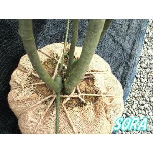 ソヨゴ 株立 樹高H:1800mm 植木 苗の詳細画像3