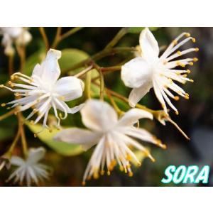 ハイノキ 株立 樹高H:1800mm　植木 苗