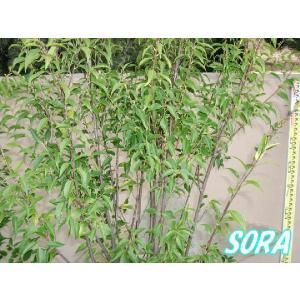 ハイノキ 株立 樹高H:1800mm 植木 苗の詳細画像2