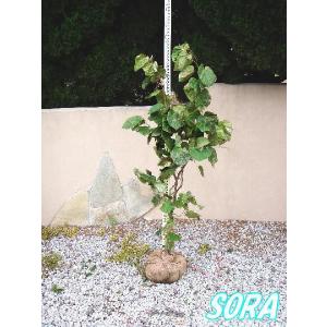 ハナズオウ 単木 樹高H:1800mm　植木 苗｜e-sora