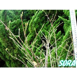 ツリバナ 樹高H:1500mm　植木 苗｜e-sora