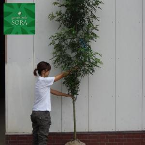シマトネリコ 株立ち 約2.7m 超特大株 植木苗木 シンボルツリー 鉢植え