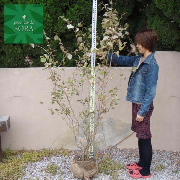 トサミズキ 樹高H:2000mm　植木 苗