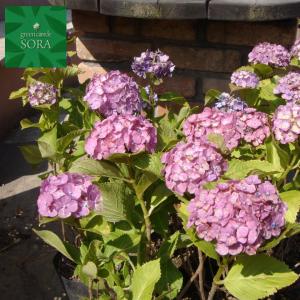 西洋紫陽花 クリスタルホワイト 15cmポット 植木 苗 : SORA - 通販