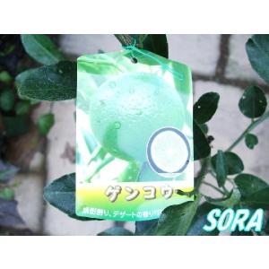 ゲンコウ 2年生　植木 苗｜e-sora