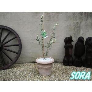 オリーブ　鉢植え　CG30｜e-sora