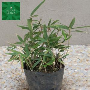 コグマザサ　12本　植木 苗