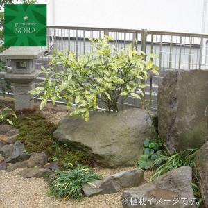 杉ゴケ 10m2の詳細画像3