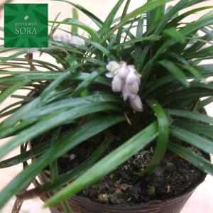 タマリュウ 30本 植木 苗の詳細画像1