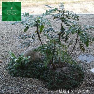 タマリュウ 30本 植木 苗の詳細画像3