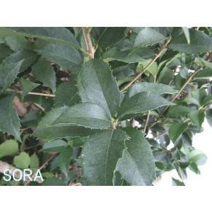 ファッションセール ヒイラギモクセイ H1300 1500 5本 Gi Grandy グランディ 通販 Yahoo ショッピング ジュエリー新作 Esraapharma Com