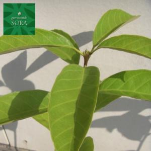 アラカシ H500〜700mm 200本 鉢底...の詳細画像3