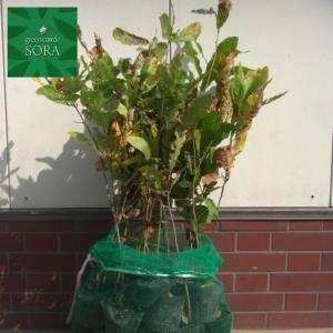 クヌギ H500〜700mm 200本 鉢底より　植木 苗