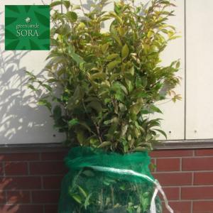 コジイ H500〜700mm 100本 鉢底より　植木 苗