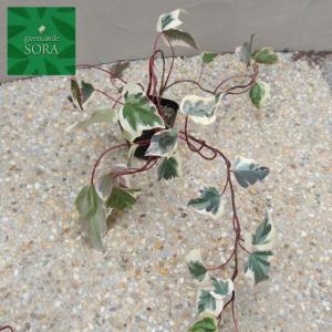 ヘデラ カナリエンシスバリエガータ 24本 Www Bursys Com