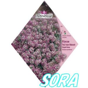 ロイヤルフルール アリッサム Royal Pink Very Dwarf｜e-sora