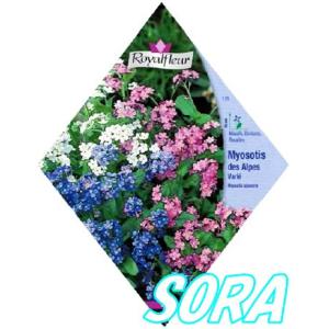 ロイヤルフルール ワスレナグサMIX｜e-sora