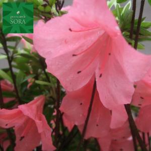 盆栽：特選皐月(金采)現品*さつき サツキ Rhododendron indicum