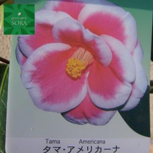 交配種・その他 タマアメリカーナ 12cmポット 1本　植木 苗｜e-sora