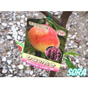 桃　ひなのたき　植木 苗｜e-sora