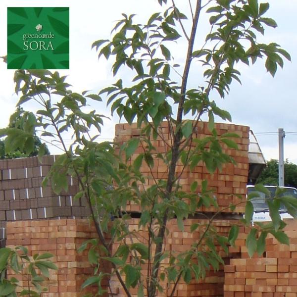 コナラ　単木　樹高H:2000mm　植木 苗