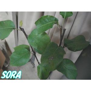 和梨　かおり 2年生　植木 苗｜e-sora