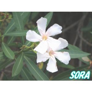 キョウチクトウ 苗 花の苗 の商品一覧 苗 花 ガーデニング 通販 Yahoo ショッピング