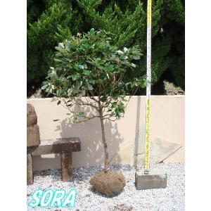 ロドレイヤ 単木 樹高H:1800mm　植木 苗