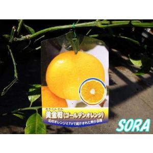 黄金柑　2年生　植木 苗｜e-sora