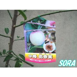 中梅　花香実　植木 苗｜e-sora