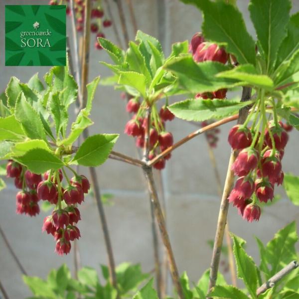 紅ドウダンツツジ10本　植木 苗