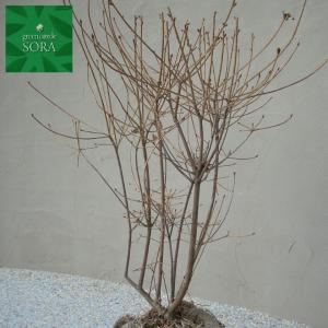 紅ドウダンツツジ20本 植木 苗の詳細画像1