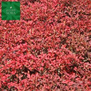 紅ドウダンツツジ20本 植木 苗の詳細画像2